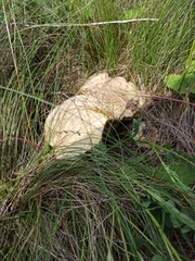 Floccularia luteovirens