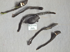 Xylaria schweinitzii