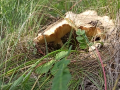 Floccularia luteovirens