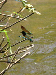 Calopteryx aequabilis
