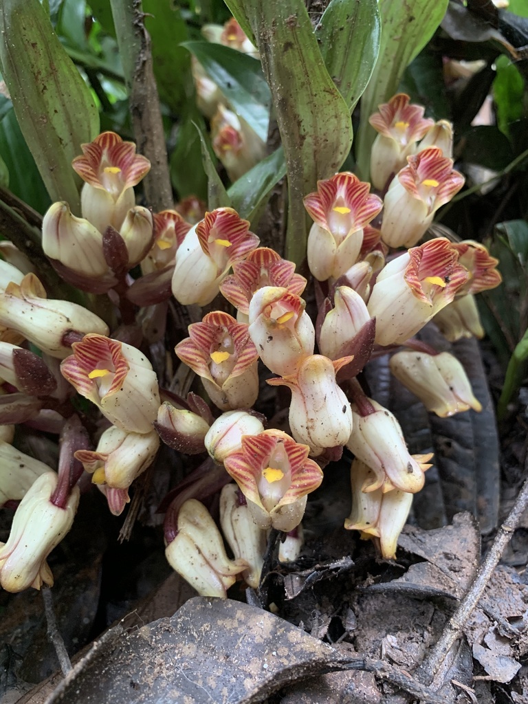 Acanthophippium gougahense (Acanthophippium gougahense)