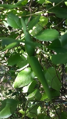 Pentopetia