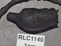 Xylaria schweinitzii