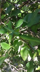 Pentopetia