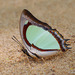 Polyura jalysus - Photo (c) Green Baron,  זכויות יוצרים חלקיות (CC BY-NC-SA)