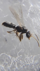 Technomyrmex albipes