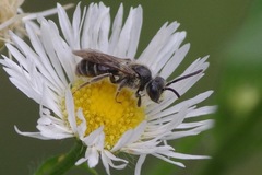 Rhacandrena