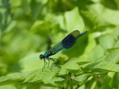 Calopteryx splendens