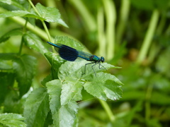 Calopteryx splendens
