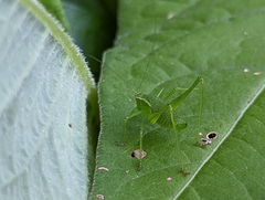Leptophyes punctatissima