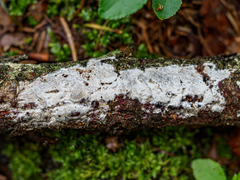 Exidiopsis calcea