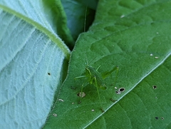 Leptophyes punctatissima