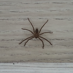 Heteropoda venatoria