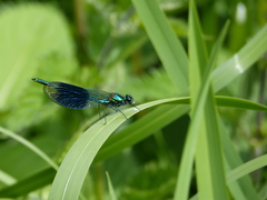 Calopteryx splendens