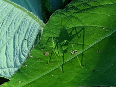 Leptophyes punctatissima