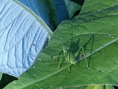 Leptophyes punctatissima