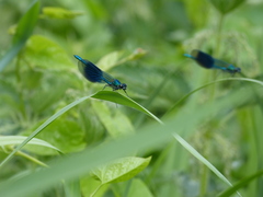 Calopteryx splendens