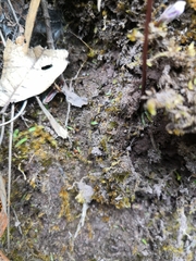 Pinguicula parvifolia