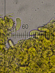 Exidiopsis calcea
