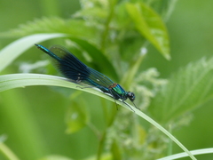Calopteryx splendens