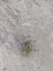 Heteroptera