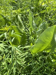 Silphium terebinthinaceum