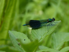 Calopteryx splendens