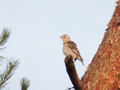 Agropsar philippensis