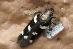 Filatima arizonella
