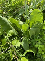 Silphium terebinthinaceum