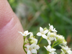 Galium pumilum