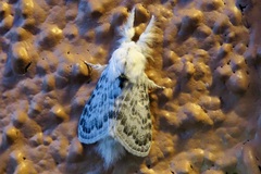 Apotolype brevicrista