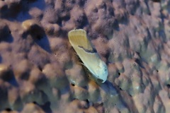 Ponometia venustula