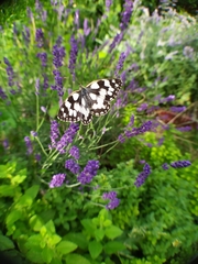 Melanargia galathea