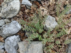 Sedum hispanicum