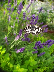 Melanargia galathea