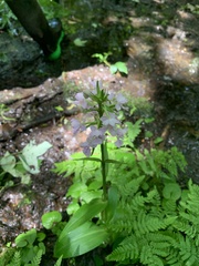 Platanthera grandiflora