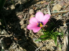 Moraea versicolor