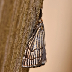 Chrysocramboides craterella