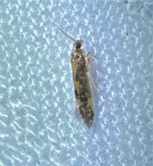 Agraylea multipunctata