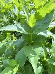 Silphium perfoliatum