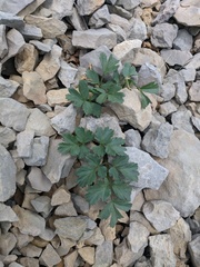 Heracleum ligusticifolium