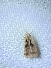 Dichomeris bilobella