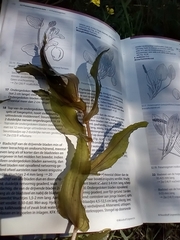 Potamogeton perfoliatus