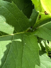 Silphium perfoliatum