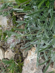 Convolvulus calvertii