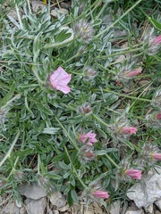 Convolvulus calvertii