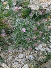 Convolvulus calvertii