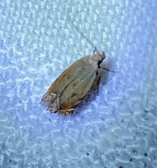 Battaristis nigratomella