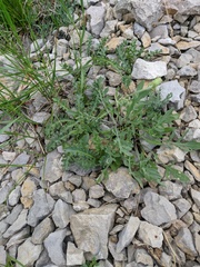Crepis purpurea